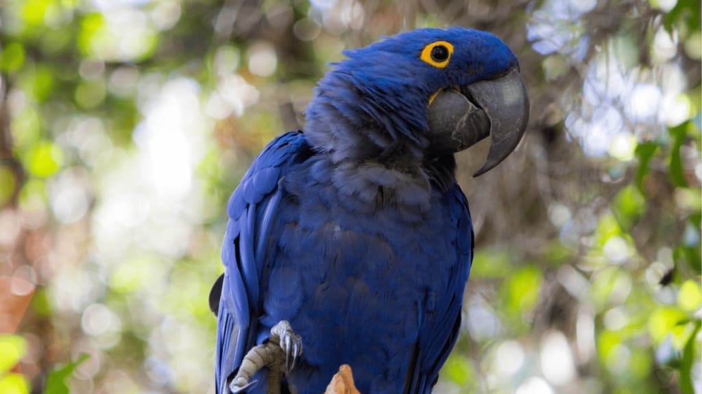 a hyacinth macaw perched in a tree
