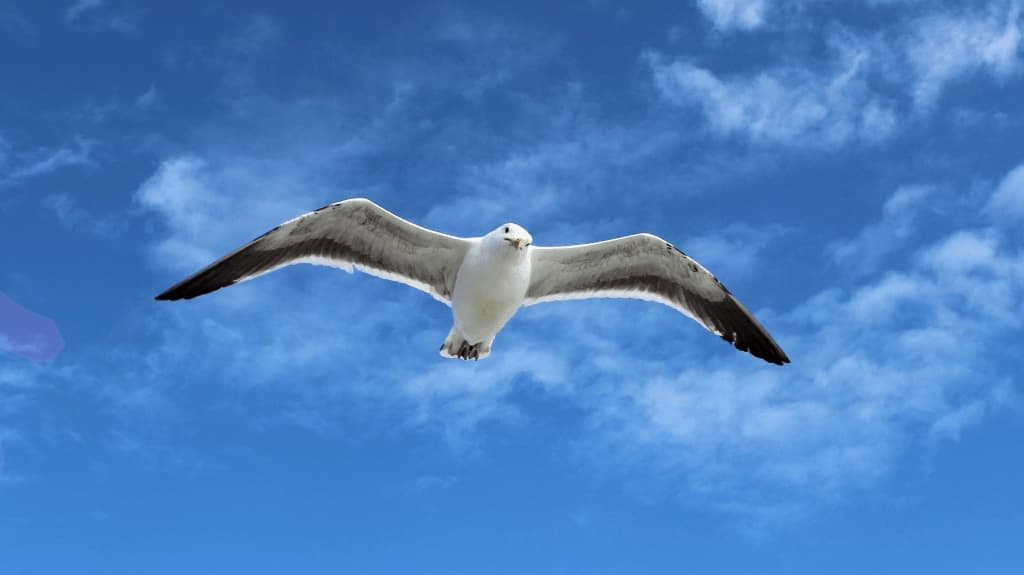 a seagull gliding against a blue sky