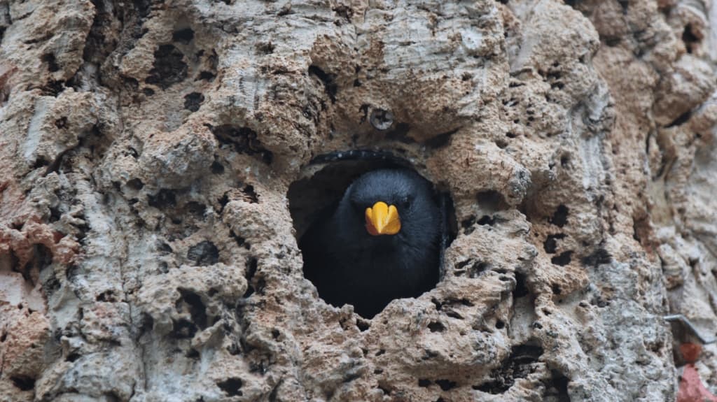 a small dark bird with a yellow beak peering from a hole in a rock face