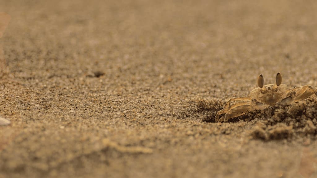 a tiny crab on wet sand