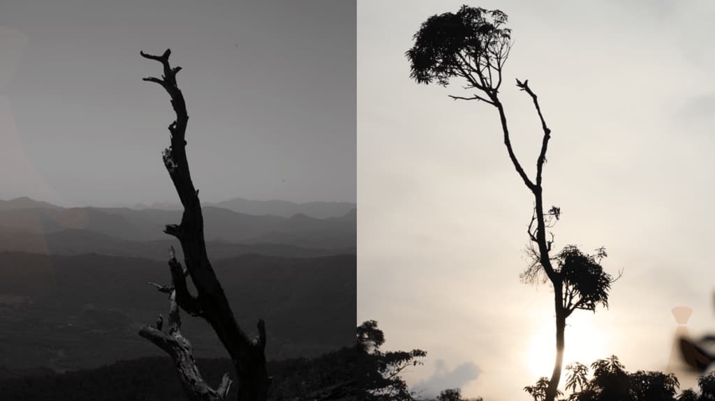 two silhouetted bare trees against a misty sky