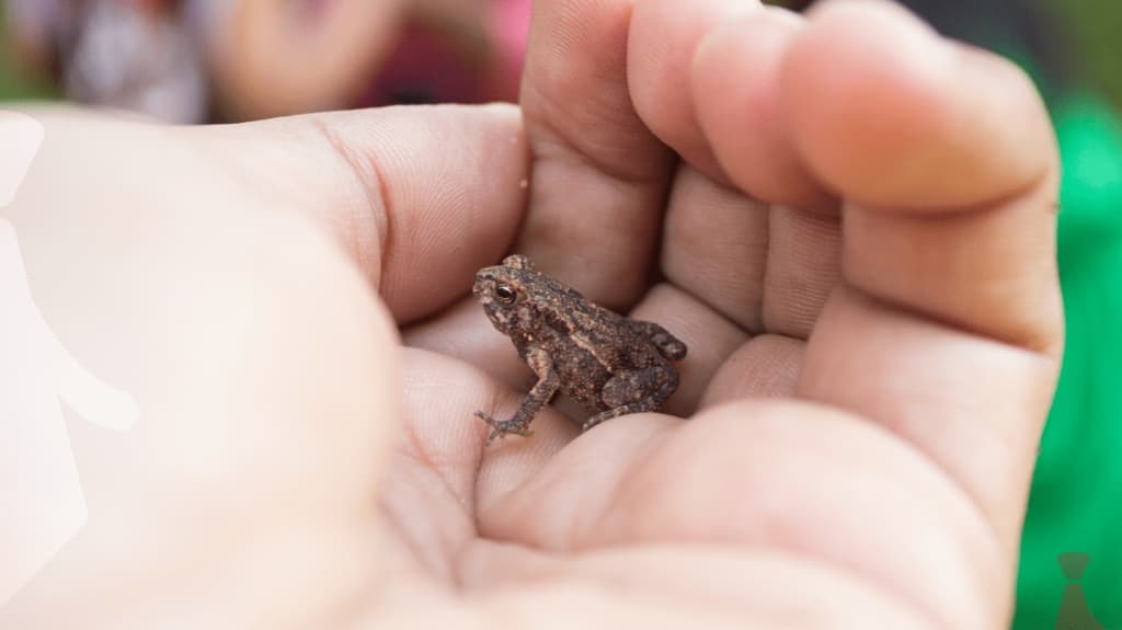 a small frog sitting on an open palm