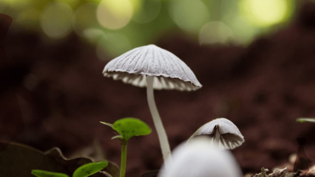two white mushrooms growing from dark soil