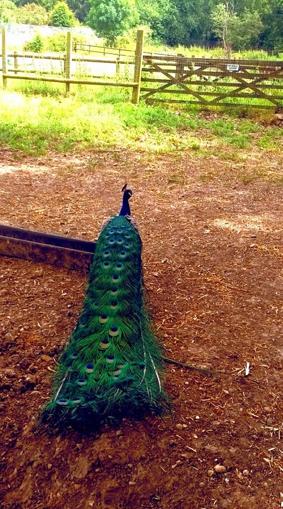 a peacock walking away along a woodland path, tail trailing