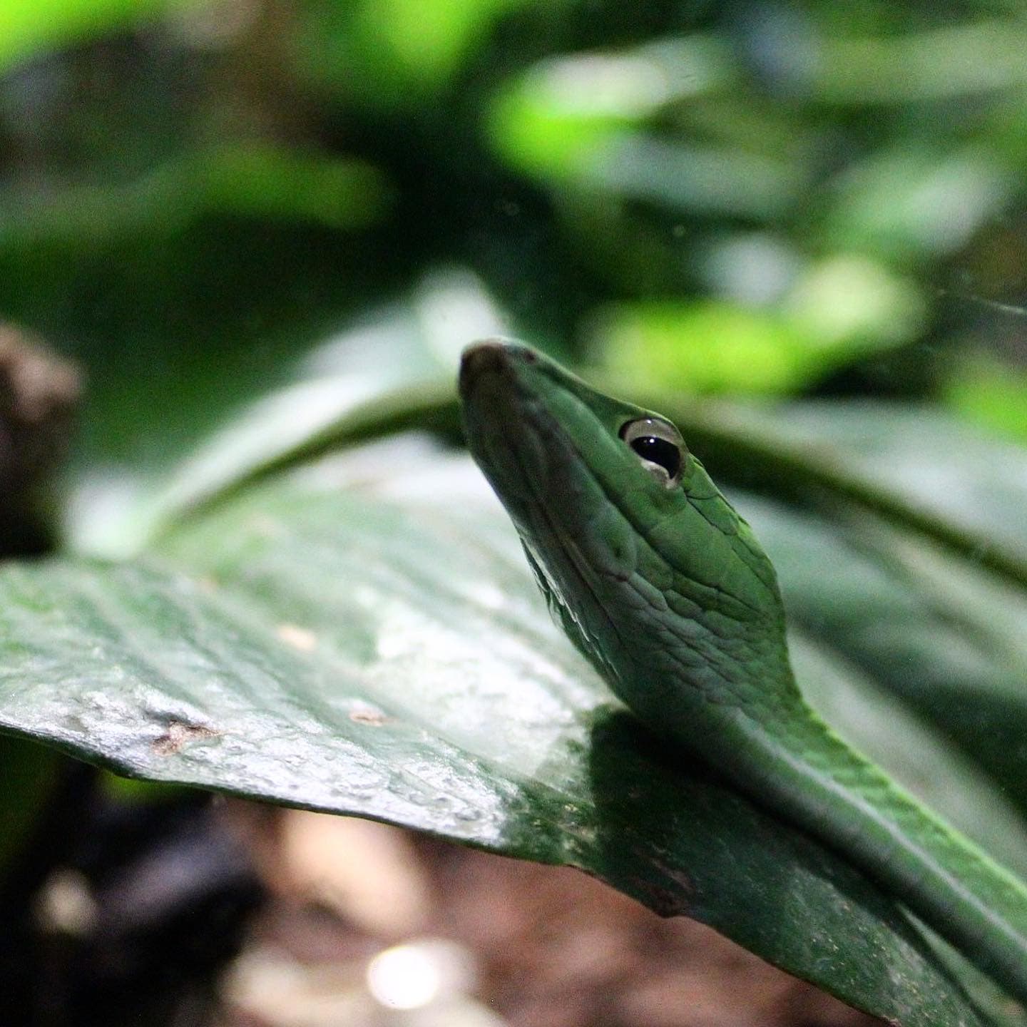 a green vine snake resting on a leaf