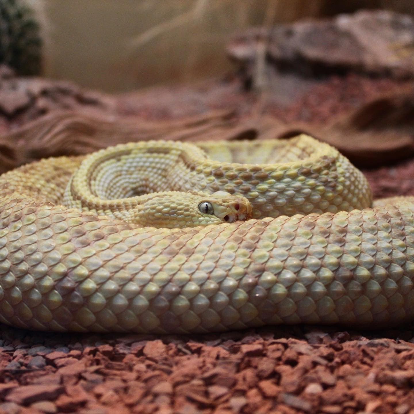a pale snake coiled on red gravel