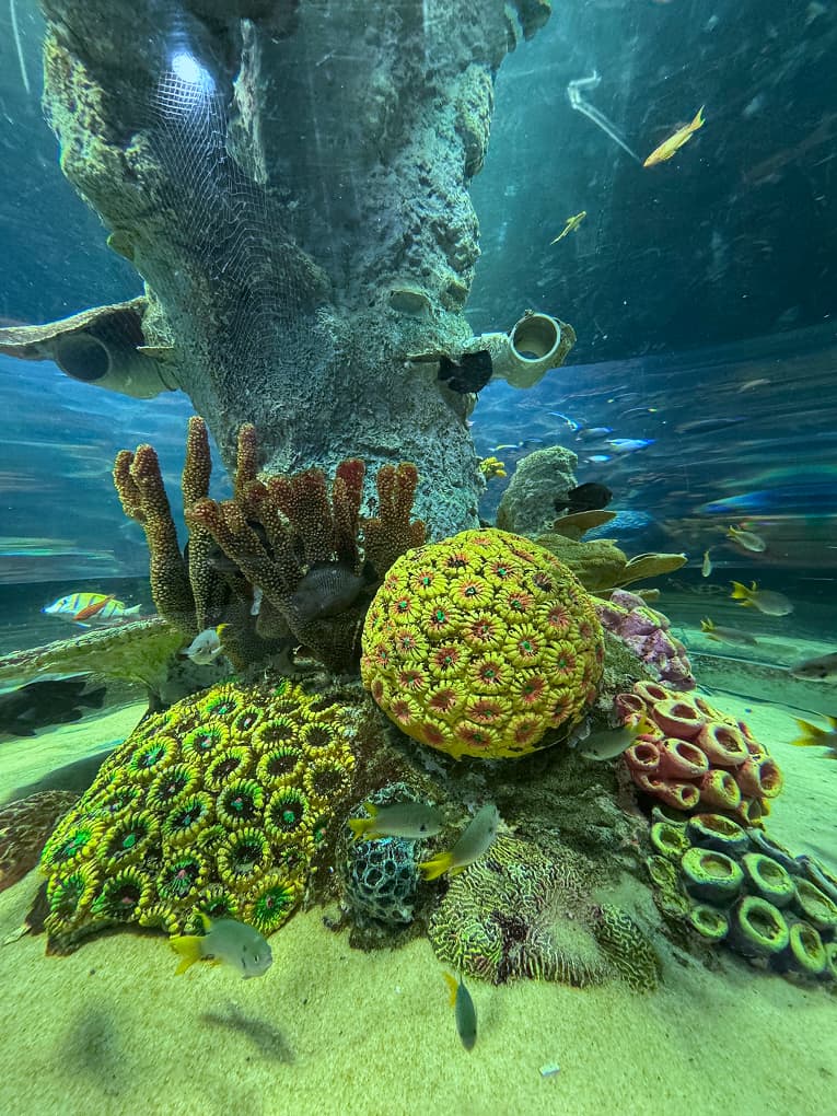 brightly coloured corals in an aquarium tank