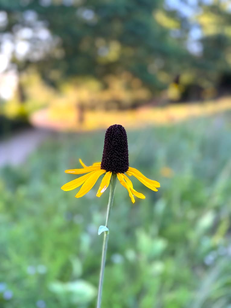 a single yellow coneflower against a soft green background