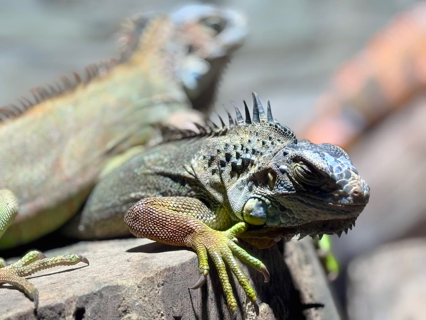 close-up of a green iguana resting on a rock