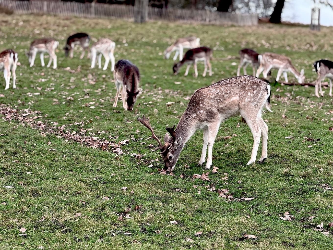 fallow deer grazing in a park