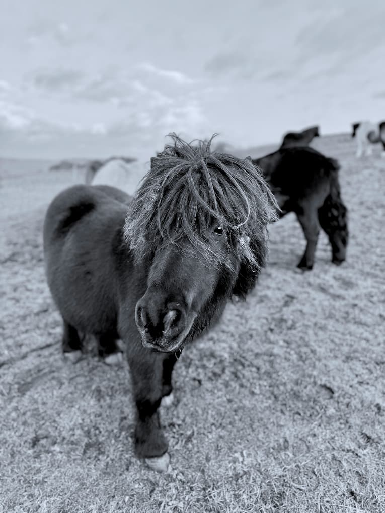 black-and-white photo of shaggy ponies on a hillside