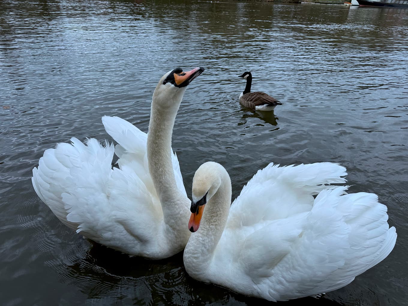 two swans facing each other on a lake, a goose behind