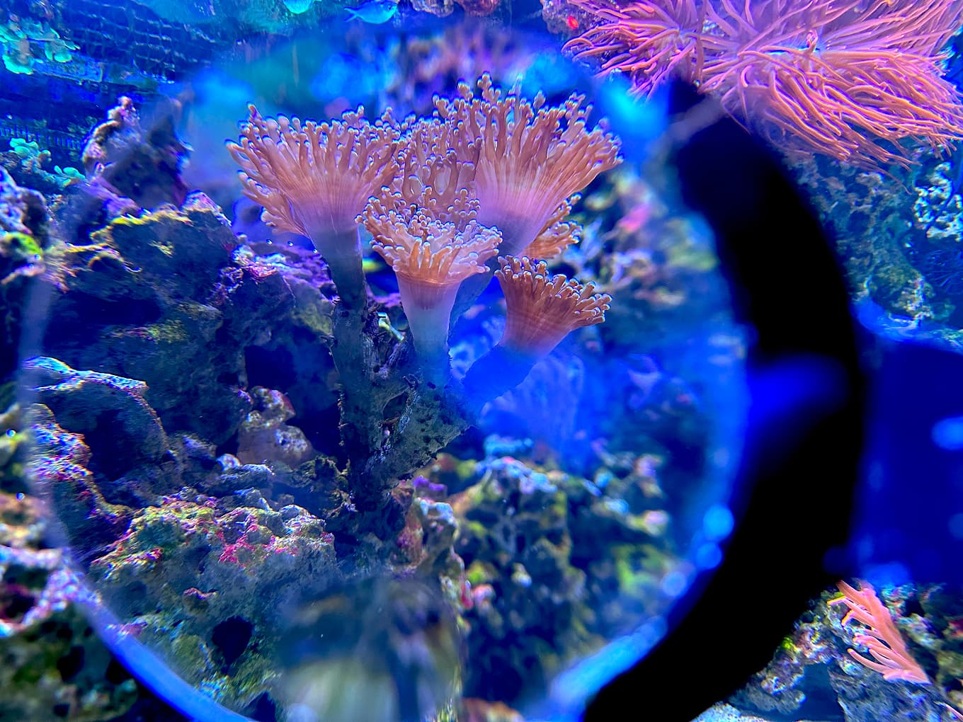 pink sea anemones and coral in a blue-lit aquarium