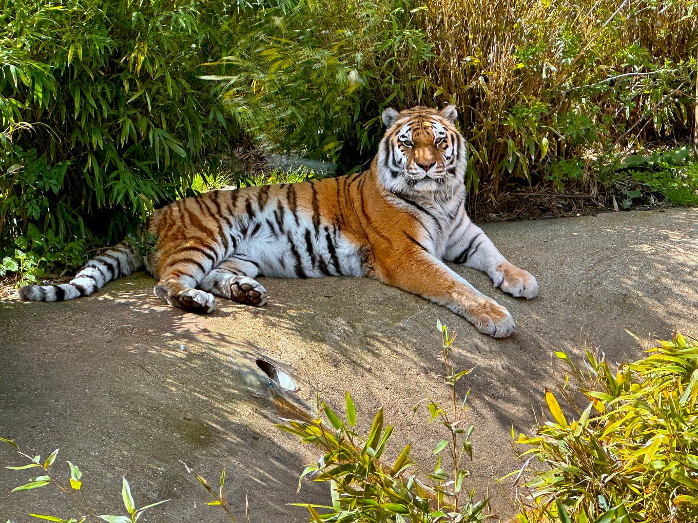 a tiger lying on a rock among bamboo